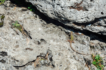 wild lizard on grey rocks animal nature