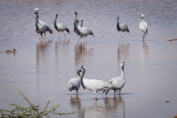 cranes on the shore