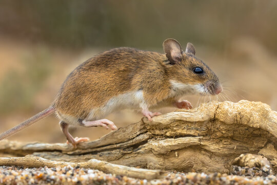 yellow-necked mouse on rock