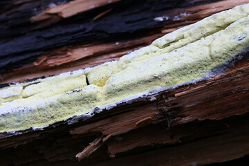 Antrodia xantha, known as Yellow Porecrust, crust fungus from Finland