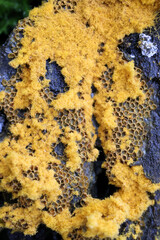 Trichia scabra, a slime mold of the order Trichiales, no common English name