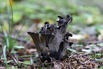 Craterellus cornucopioides, commonly known as the Horn of plenty, black chanterelle  or trumpet of the dead, wild mushroom from Finland