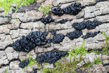 Exidia glandulosa, a jelly fungus commonly known as black witches' butter, black jelly roll, or warty jelly fungus