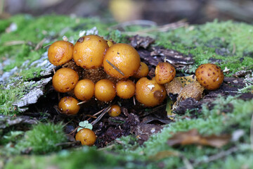 Pholiota limonella, a scalycap mushroom from Finland, no common English name
