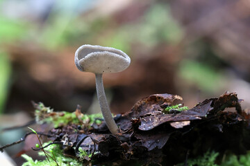 Helvella macropus, also called Helvella bulbosa, commonly known as Felt saddle fungus, wild fungus from Finland © Henri Koskinen