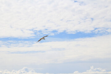 Agon-Coutainville Normandie, Mouette