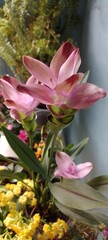 kurkuma rose, vaso de planta