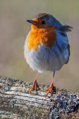 Robin standing on a log in the autumn sunshine