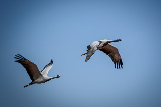 cranes on the shore