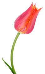 one red tulip upward at white background