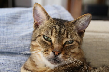 Chat qui regarde