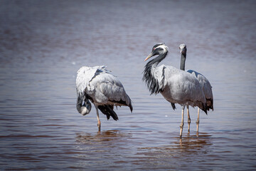 cranes on the shore