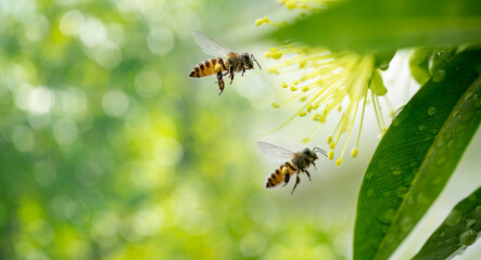 Two Bees collecting pollen at yellow flower over green natural garden Blur background, Bee flying over the yellow flower in blur background.