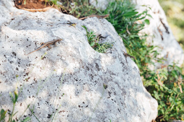 wild lizard on grey rocks animal nature