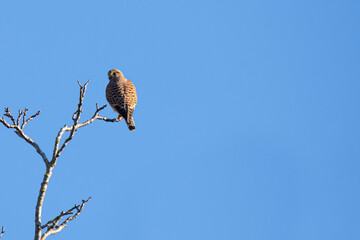 Kestrel on a tree branch waiting for its prey against a blue sky