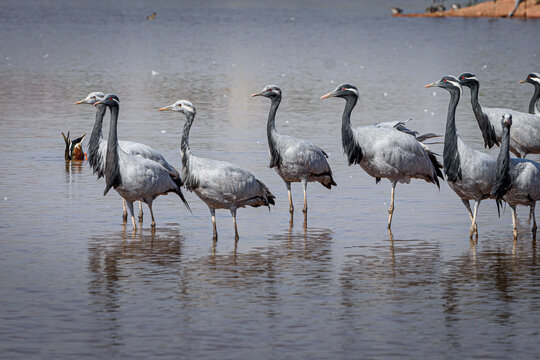 cranes on the shore