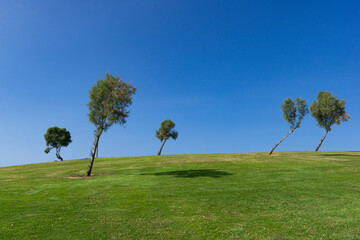 Group of small bended trees by the wind on a green hill with a nice blue sky background.