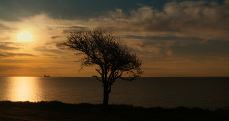 Naklejka na ściany i meble Aerial view mystical tree silhouette at sea beach golden sunrise. Orange sunset