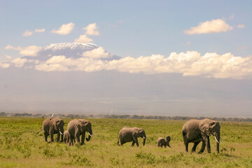 Naklejka na ściany i meble Paysage Famille Eléphants éléphanteaux Loxodonta africana devant le Kilimandjaro au Kenya