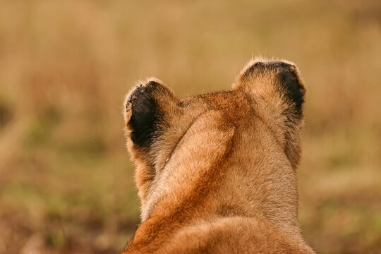 Lion Panthera leo tête de dos, vue de derrière en brousse