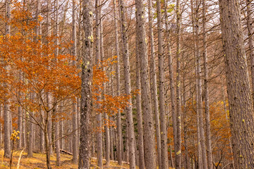 青空と紅葉と葉の落ちた木