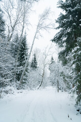 Fototapeta na wymiar Road through snow covered trees in forest 