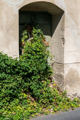 Hauseingang mit Efeu verwachsen, alte Mauerwand