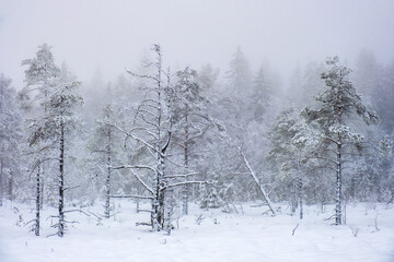 Winter pine woodland on a snowy bog