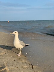 Fototapeta na wymiar Sea gull walks along the seashore.