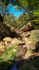 Fototapeta premium stream in the forest
