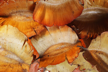 DRY COMBRETUM WINGED SEED PODS