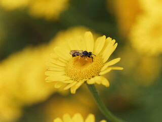 Cerceris rybyensis | Le cerceris commun ou guêpe à la queue ornée au corps noir, face masquée de jaune, abdomen segmentéde jaune, pattes et clypéus jaune
