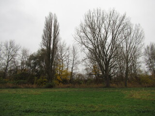 Bäume unter grauem Himmel an einer Wiese