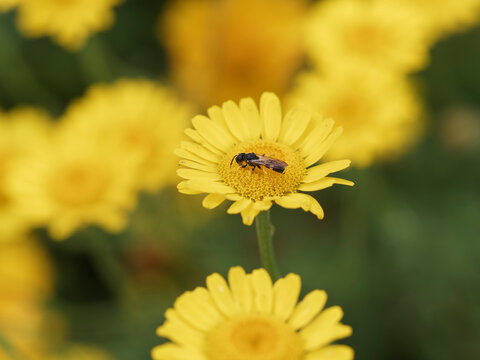 Le cerceris commun ou Cerceris rybyensis