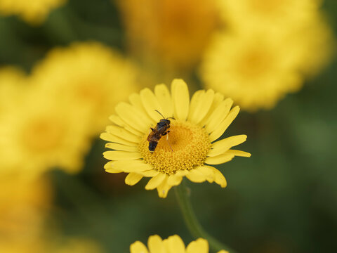 Le cerceris commun ou Cerceris rybyensis, petite gu&ecirc;pe masqu&eacute;e butinant le nectar d'une fleur de cota tinctora