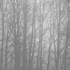 a forest in the fog