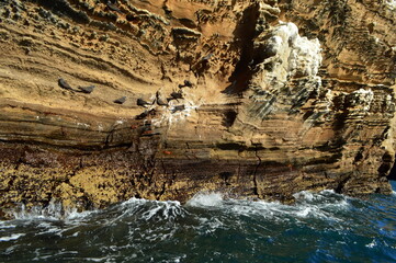Birds sitting on the rock in Galapagos islands, Ecuador