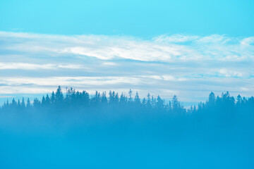 Fototapeta premium a coniferous forest in the fog