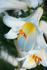 beautiful white lily in bloom