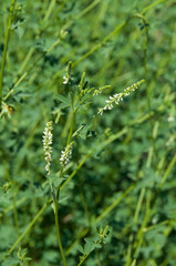 white sweet clover, melilot in wild