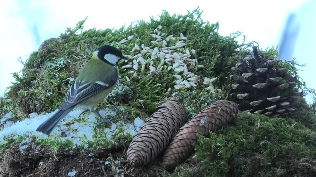 cinciallegra.uccello,animale,cibo,girasole,montagna,prealpi,alpi,trentino,natura,muschio,verde,pigna,pino,abete rosso,nero,giallo,bianco,alto garda,riva del garda