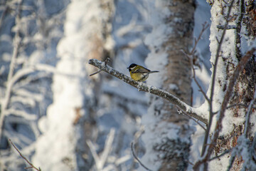 Eine Kohlmeise sitzt auf einem Ast im Winter © Dieter