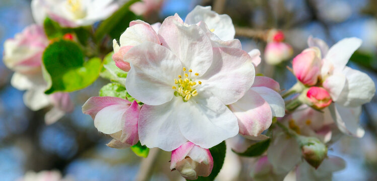 Delicate flowers of an apple tree and blue sky. Wide photo.
