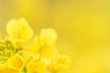 菜の花の花びらのクローズアップ　黄色背景