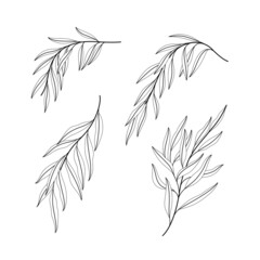 Illustration of willow branch. Set of branches with leaves. Contour vector illustration. - obrazy, fototapety, plakaty