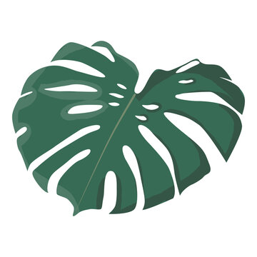 Green monstera leaf flat design sticker. Icon illustration isolated on white background 
