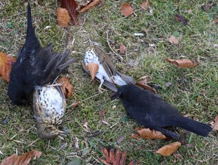 four dead birds killed by fraud hunters or poacher  and then abandoned