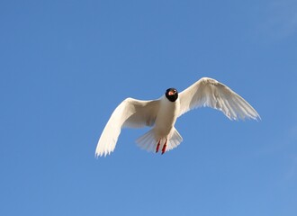 white-headed gull flying in the sky with wide wingspan