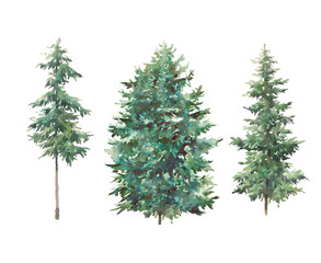 Christmas tree collection. Watercolor evergreen set. Hand painted forest trees isolated on white background
