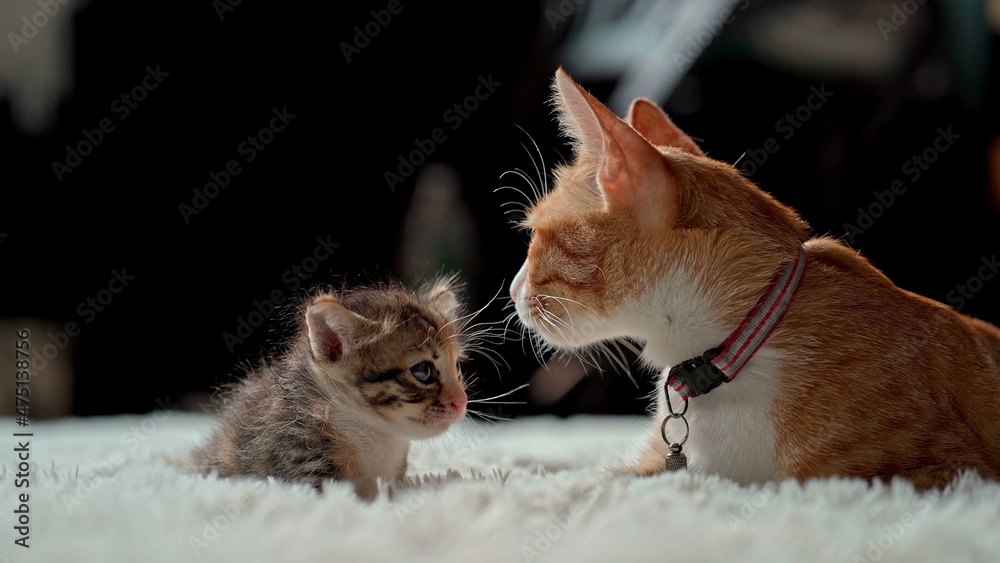 Poster Beautiful Cat Posing In Front Of Camera -